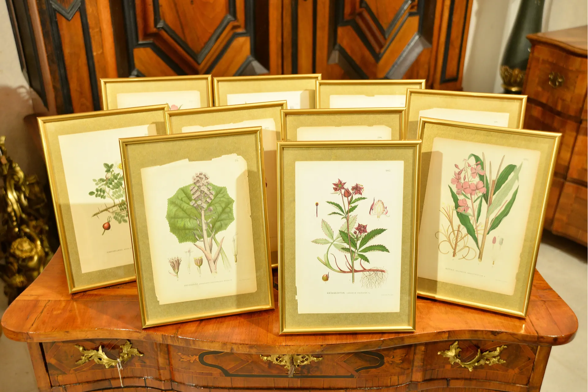 KOMPLET GRAFIK BOTANICZNYCH 10szt. ok. 1900r