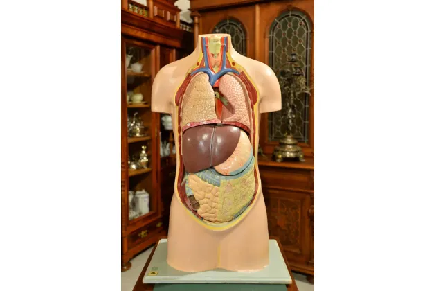 MODEL ANATOMICZNY PRZYRZĄD NAUKOWY MUZEUM DREZNO ok. 1940r