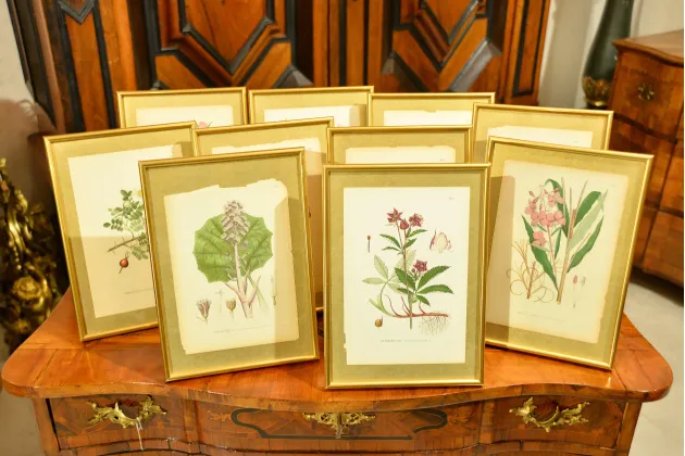 KOMPLET GRAFIK BOTANICZNYCH 10szt. ok. 1900r